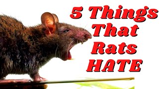 5 Things That Rats Absolutely Hate That You Might Do [upl. by Naugal]