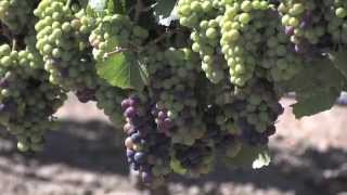 Visit Monterey Wine Country [upl. by Bornie]