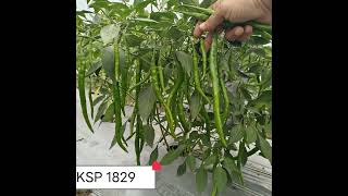 kalash seeds chilli ksp1829 [upl. by Iron884]