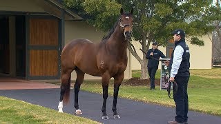 2018 Vinery Stallion Parade [upl. by Imeaj879]