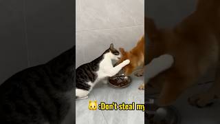 I told the cat that the dog was stealing cat food  Click to watch the full version [upl. by Eniladam249]