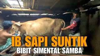 IB SIMENTAL SAMBA❗️Kandang Sederhana Milik Pak Tris [upl. by Anirahs418]