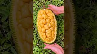 Amazing Exotic Fruit  Cempedak shorts farm satisfying [upl. by Eldred582]