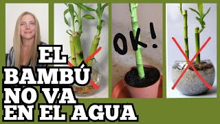 🎋el BAMBU NO va en AGUA CUIDADOS del BAMBU de la SUERTE VeronicaCampaniniPlantas [upl. by Aeht334]