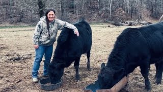 It’s Ready for Cows  Homestead Vlog  December 17 2024 [upl. by Akinahs618]