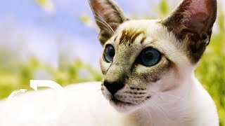 Siamese Cats The Oldest Domestic Feline  Cats 101 [upl. by Ihana]