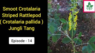 Smooth Crotalaria  Striped Rattlepod  Smooth Rattlepod  Crotalaria pallida Jungli Tang [upl. by Aubarta]