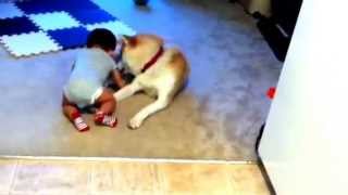 Akita dog attacks babywith a lot of love [upl. by Yssak]