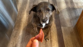 Giving my dog pieces of bacon treats [upl. by Gilletta]