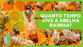 Como é a ABELHA RAINHA 🐝👑  Tamanho funções e ciclo de vida da ABELHA RAINHA 🍯 [upl. by Erreipnaej]