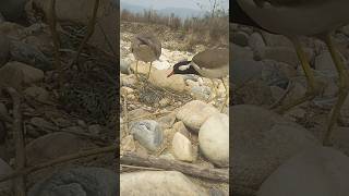 red wattled lapwing bird hatching  bird hatching  red wattled egg shortvideo redwattled [upl. by Akim]