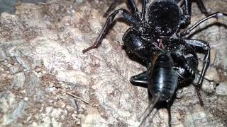 Vinegaroon hunts Black Field Cricket [upl. by Timmie]