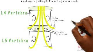 Basic Sciences  Exiting amp Transiting Lumbar nerve roots [upl. by Waxman586]