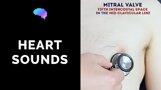 Heart murmur sounds cardiac auscultation sounds  UKMLA  CPSA [upl. by O'Toole]