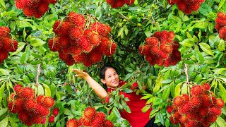 Harvesting Red Rambutan Fruits and Goes To Market Sell  Living in Countryside  Harvest DailyLife [upl. by Hosfmann]