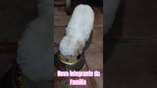 Alimentação Natural para Filhote de Poodle Toy [upl. by Airotkciv204]