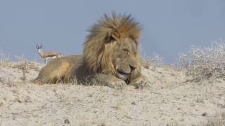 Etosha National Park  Namibia [upl. by Docila378]