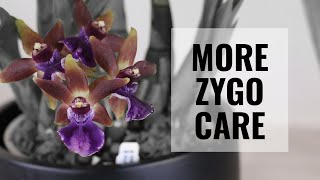 Zygopetalum Orchid Care  More Tips on Taking Care of Zygos CareCollab [upl. by Razatlab908]