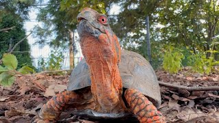 Visit our Native Turtle Yard  Toledo Zoo [upl. by Anet867]