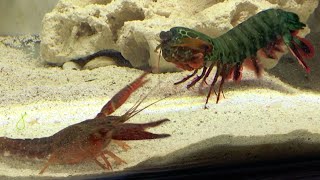 Giant Mantis Shrimp VS Invasive Crayfish  Catch amp Feed [upl. by Ayoted]