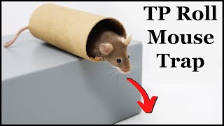 The Toilet Paper Roll Mouse Trap  Does This Simple DIY Mouse Trap Actually Work Mousetrap Monday [upl. by Sandeep347]