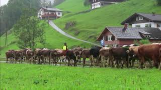 Traditionelle Alpabtriebe im Bregenzerwald [upl. by Adolph]