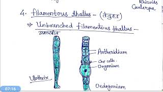 Thallus organisation in Algae hindi [upl. by Sauer]