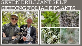 Seven brilliant self seeding perennial foliage plants [upl. by Elyn]