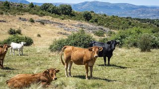 Ganademad cooperativa de ganaderos de la Sierra de Madrid [upl. by Gladi808]