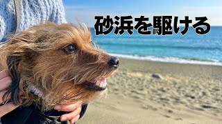 海で大はしゃぎの愛犬、楽しそうで何より｜ロングリード・海さんぽ・ピクニック [upl. by Adnorehs]