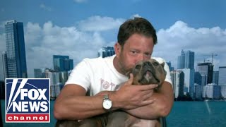 Dave Portnoys rescue dog Miss Peaches goes viral The sweetest angel [upl. by Aikit]