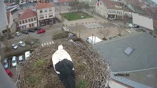 Ville de Sarralbe Webcam Live Cigognes Sarralbe Moselle Google Chrome 2022 03 17 08 41 05 [upl. by Atsirk]