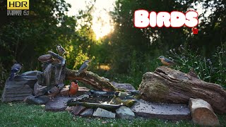 AMAZING birds SUNSET ON NATURAL FEEDER  4K HDR  TV for PETs [upl. by Ayekehs]