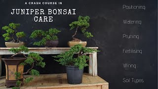 How To Care For Juniper Bonsai  2019  A JUNIPER CRASH COURSE [upl. by Patt69]