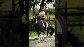 Dressage horse edit hiphop horse equestrian music [upl. by Chadwick]