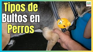 🔴 LOS 5 TIPOS DE BULTOS EN PERROS ¿QUE SIGNIFICAN Y CÓMO ACTUAR 🔴 [upl. by Jessa]