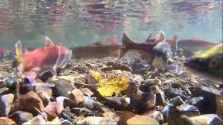 Hungry Bears amp Salmon Spawning Lake Tahoe [upl. by Nnylorac]