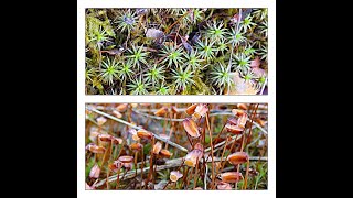 Juniper haircap or juniper polytrichum moss Polytrichum juniperinum [upl. by Anuaik369]