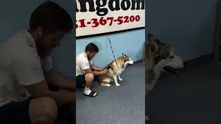 Can a Huskys coat be smooth Check out this deshedding [upl. by Cristal]