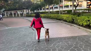 Charlie walk leash training [upl. by Nodnarb77]