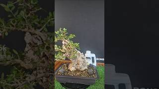 Protezione per il legno secco di un bonsai o prebonsai bonsai piante japan bonsaitree nature [upl. by Aihtennek]