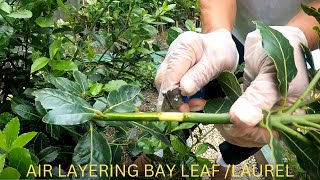 air layering ng bay leaf or laurel [upl. by Gala994]