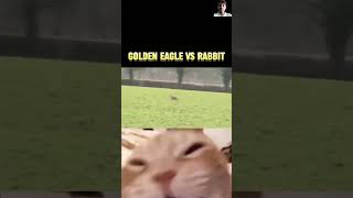 Golden eagle vs rabbit eagle greyeagle animals youtubeshorts trending amazingfacts [upl. by Abernon]