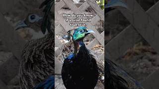 Albert The Himalayan Monal on quotTrue Lovequot birdtrend ytshorts himalayanmonal truelove topadvice [upl. by Eca]