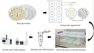 Comparative analysis of desiccation responses in Xerophyta resurrection plants at two seedling stage [upl. by Gay859]