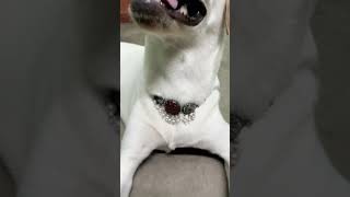 Gulabi sadi🩷🐶🤭dog doglover viral cute funny [upl. by Watkin41]