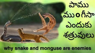 Why snake and monguse are enemies in Telugu [upl. by Nevil]