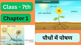 Paudhon mein poshan  Nutrition in Plants Class 7th Chapter 1 Science Basic and question answer [upl. by Strade]