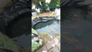 Pond Liner change amp Rock work pondworks pondbuilder pondcontractor pondliner gardenpond koi [upl. by Kinemod]