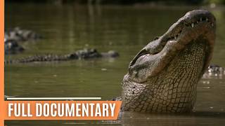 Breathtaking insights into the amazing ecosystem of the Everglades National Park  Full Documentary [upl. by Adnirb114]